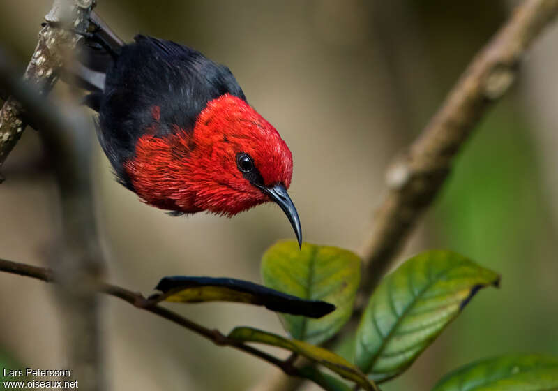 Cardinal Myzomela male adult, close-up portrait