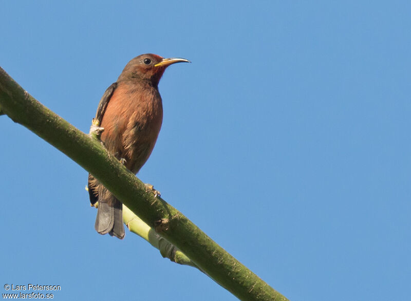 Myzomèle cardinal