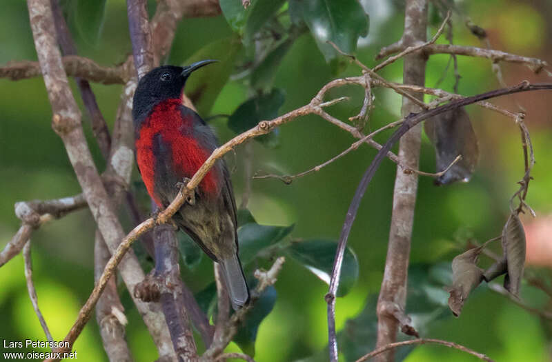 Myzomèle de Malaita mâle adulte, identification