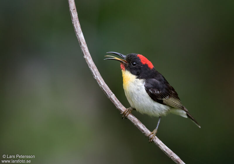 Sulphur-breasted Myzomela