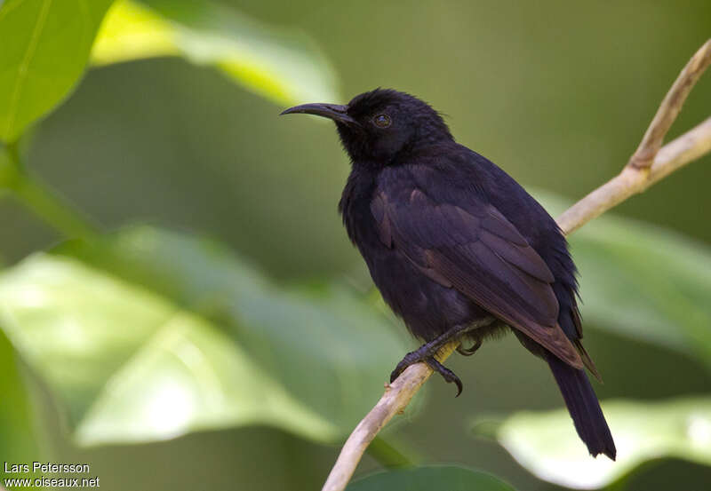 Bismarck Black Myzomelaadult, identification