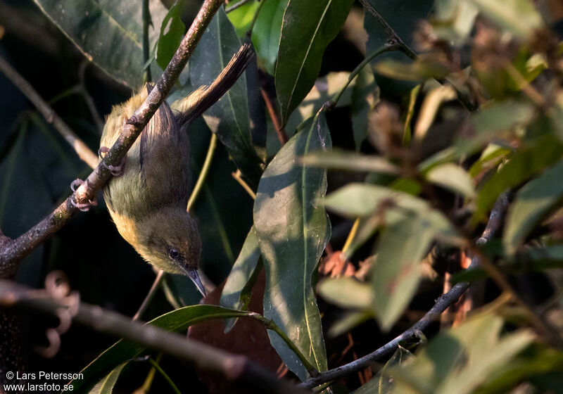 Pulitzer's Longbill