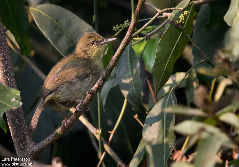 Pulitzer's Longbilladult, identification