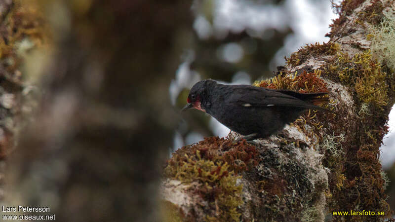 Black Sittellaadult