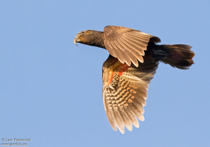 New Zealand Kaka