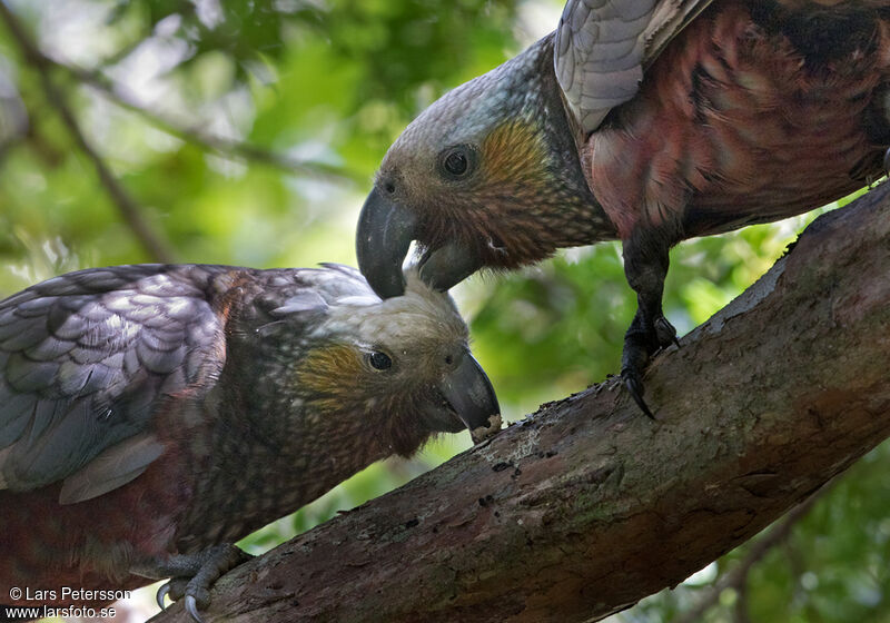 New Zealand Kaka