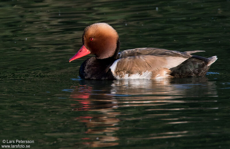 Nette rousse