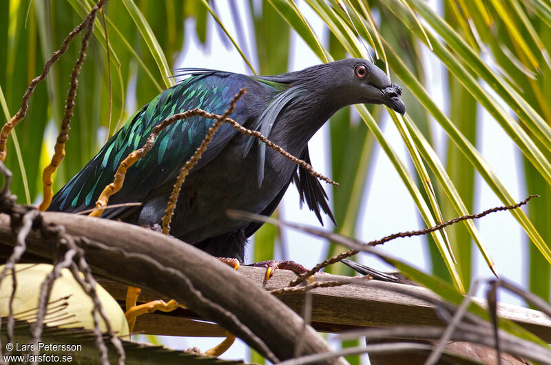 Nicobar Pigeon