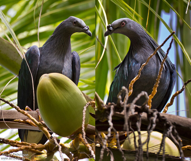 Nicobar Pigeon