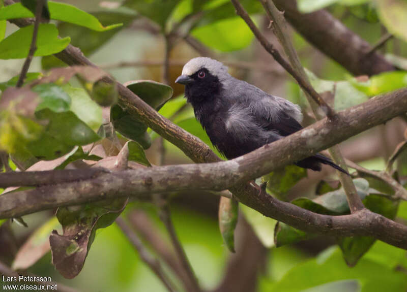 Pale-fronted Nigritaadult, identification