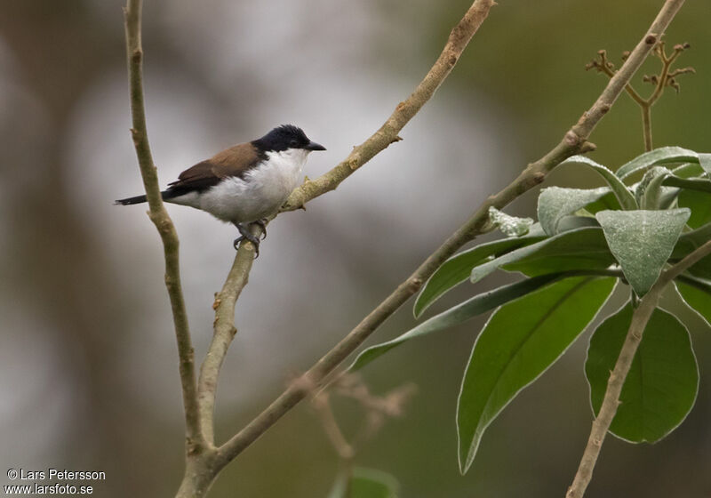 White-breasted Nigrita