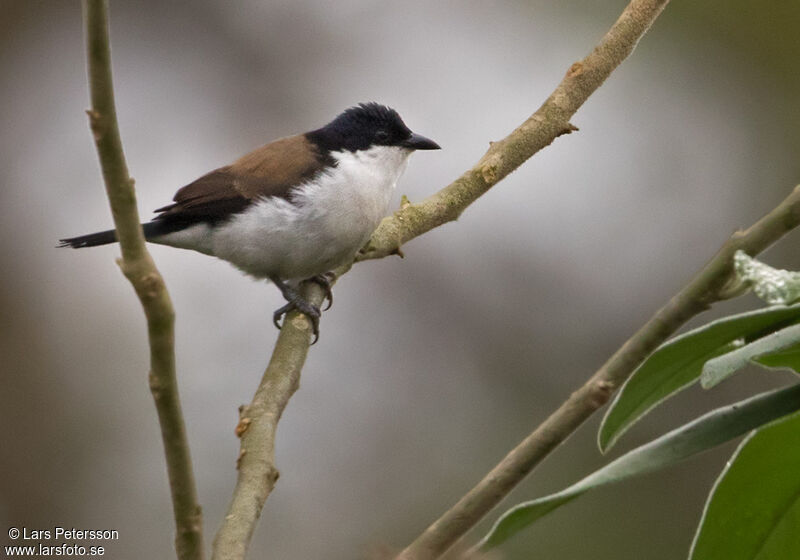 White-breasted Nigrita