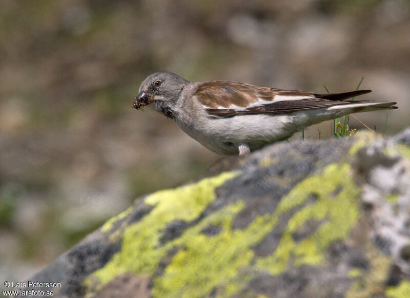 Niverolle alpine