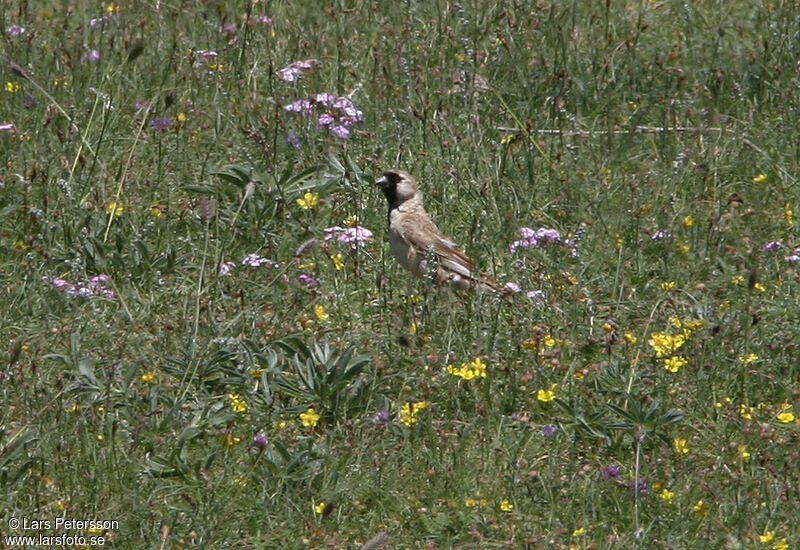 Pere David's Snowfinch