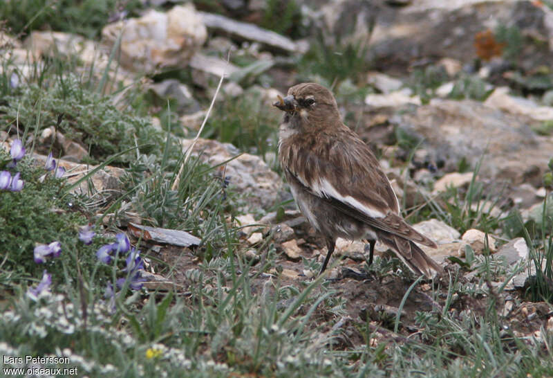 Tibetan Snowfinchadult