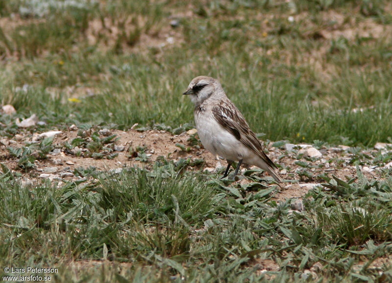 White-rumped Snowfinch