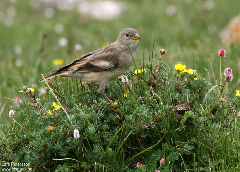 Black-winged Snowfinch