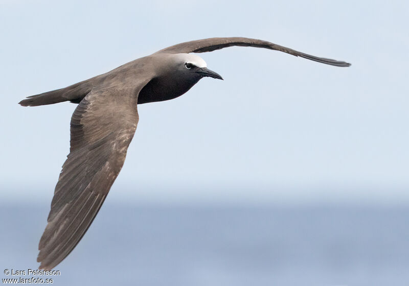 Brown Noddy