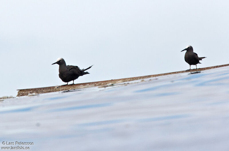 Black Noddy