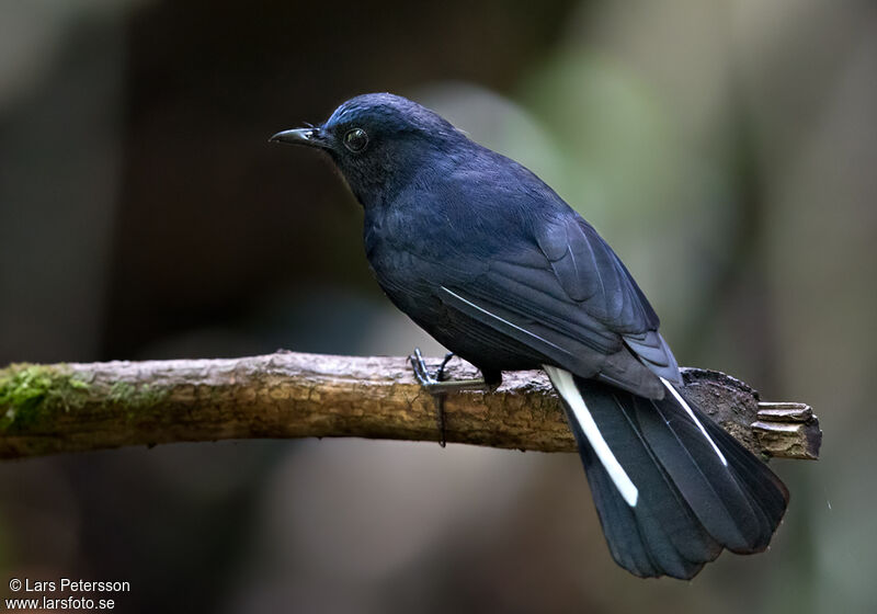 White-tailed Robin