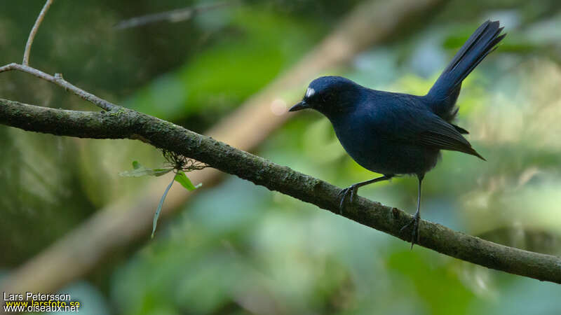 Javan Blue Robin male adult, Behaviour