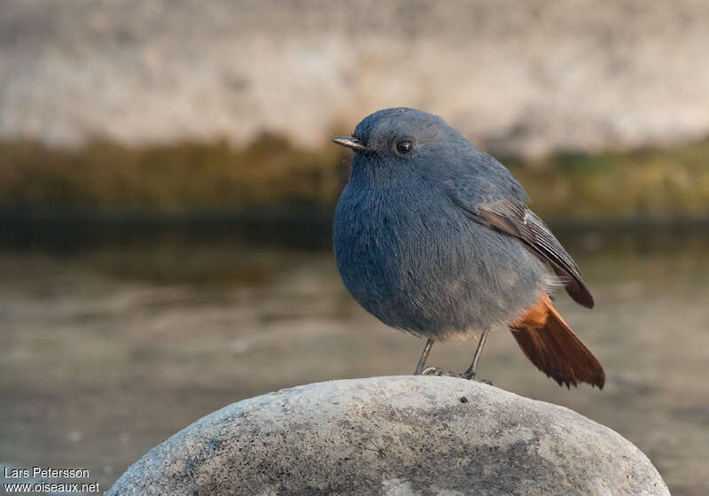 Plumbeous Water Redstart male adult