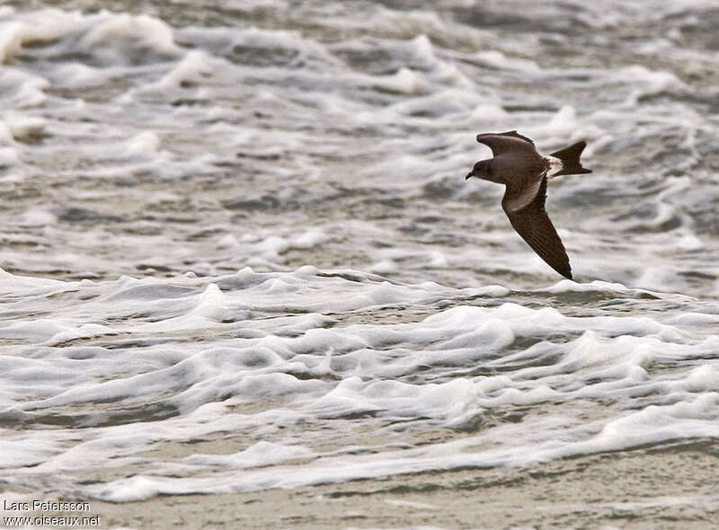 Leach's Storm Petrel, identification