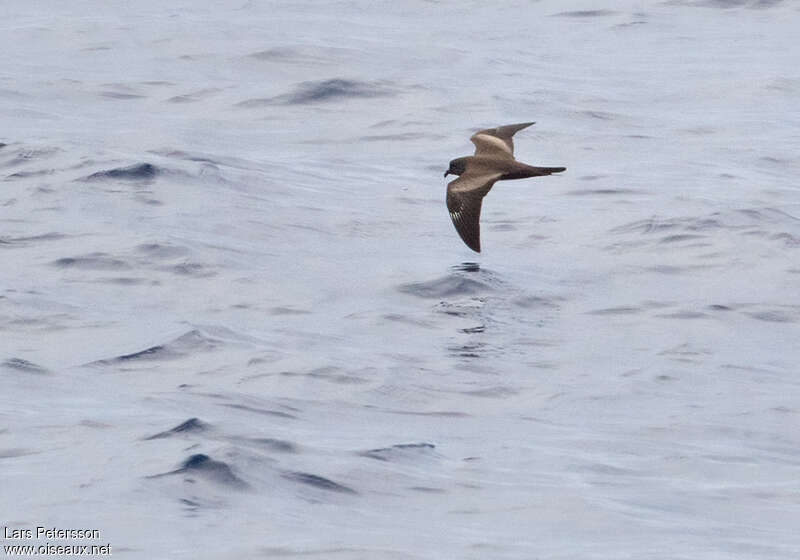 Matsudaira's Storm Petrel