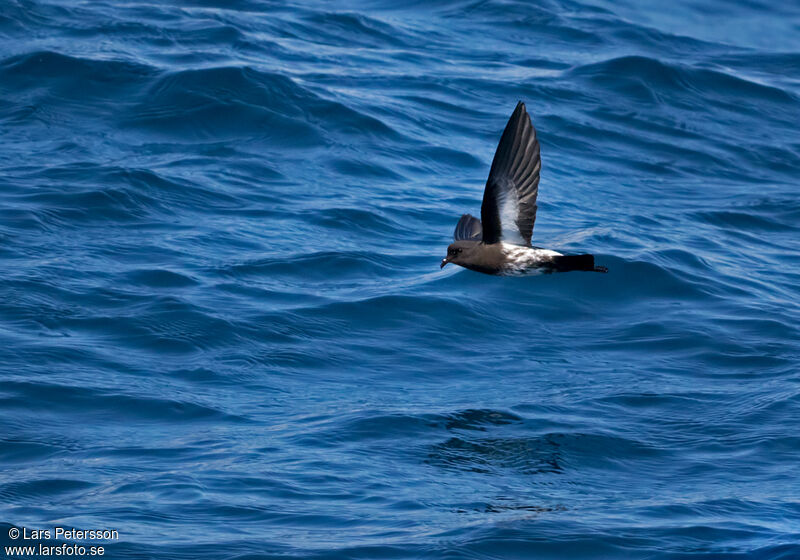 New Zealand Storm Petrel