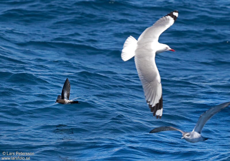 New Zealand Storm Petrel