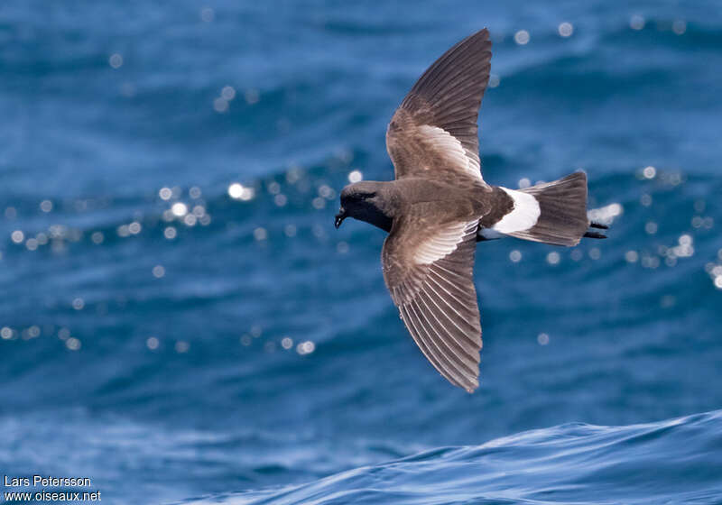 Wilson's Storm Petrel, identification