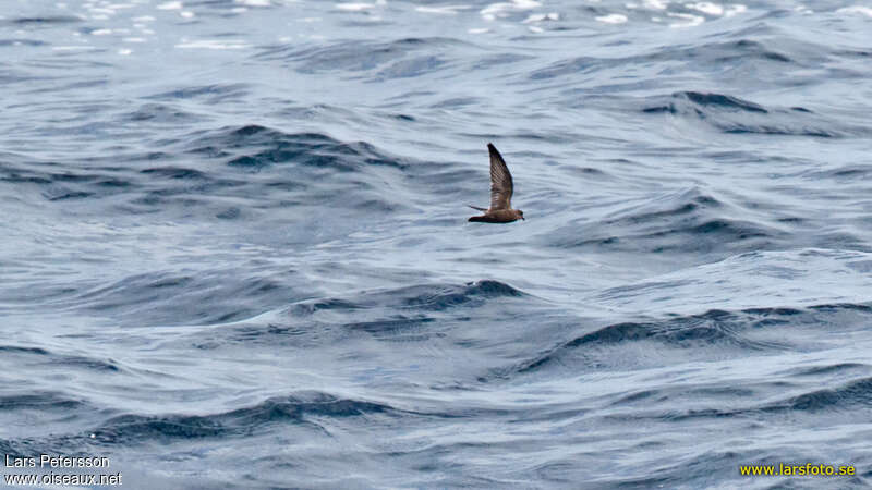 Least Storm Petrel, identification