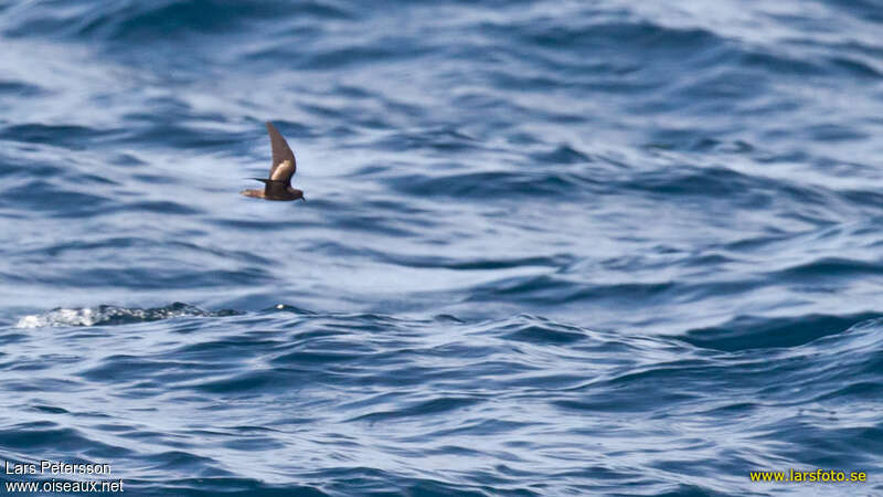 Least Storm Petrel, identification