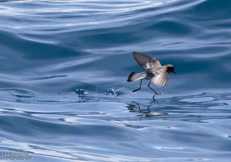 Océanite néréide, habitat, Comportement