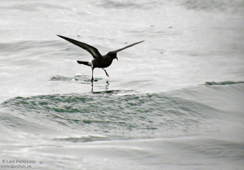 Océanite tempête