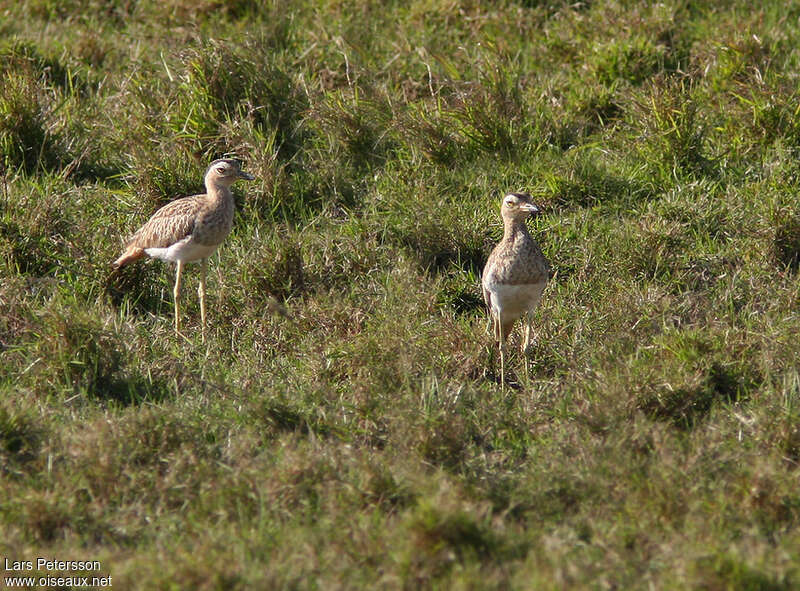 Double-striped Thick-kneeadult, habitat