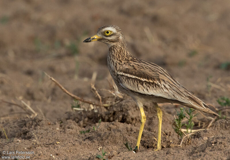 Eurasian Stone-curlew