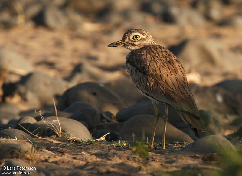 Senegal Thick-knee