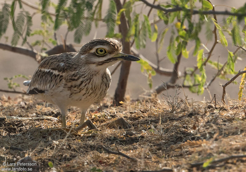 Indian Stone-curlew