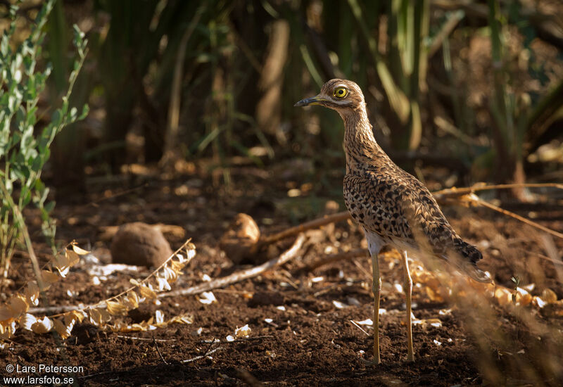 Spotted Thick-knee