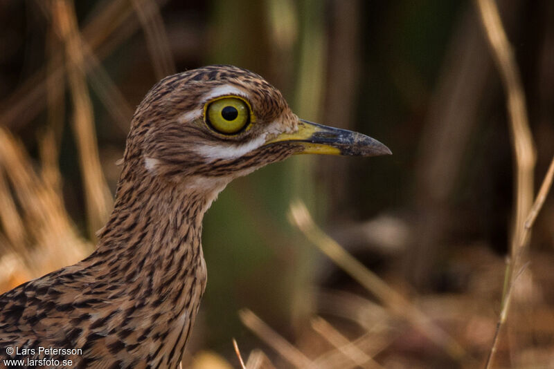 Spotted Thick-knee