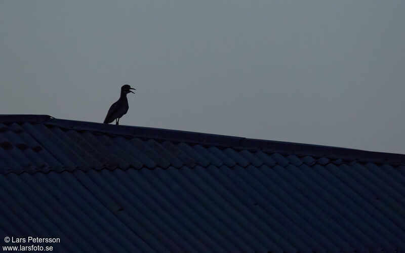 Water Thick-knee