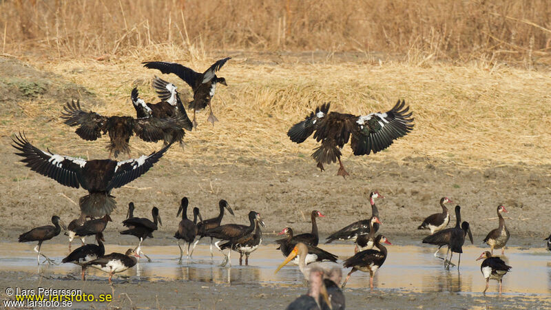 Spur-winged Goose