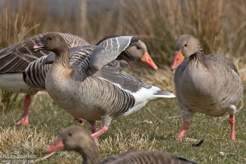 Pink-footed Goose