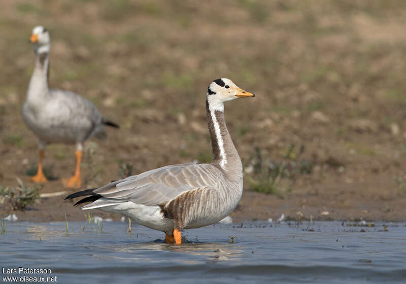 Oie à tête barréeadulte, identification