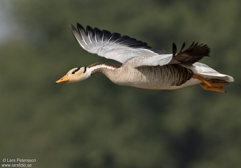 Bar-headed Goose