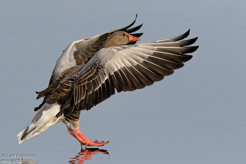 Greylag Goose