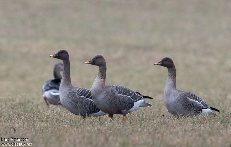 Taiga Bean Gooseadult breeding, identification