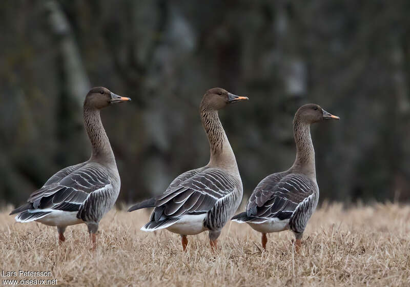 Taiga Bean Gooseadult, pigmentation