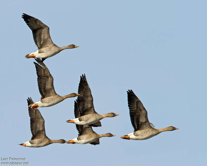 Taiga Bean Goose, Flight